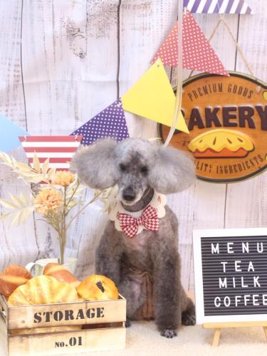 20240915さくらちゃん